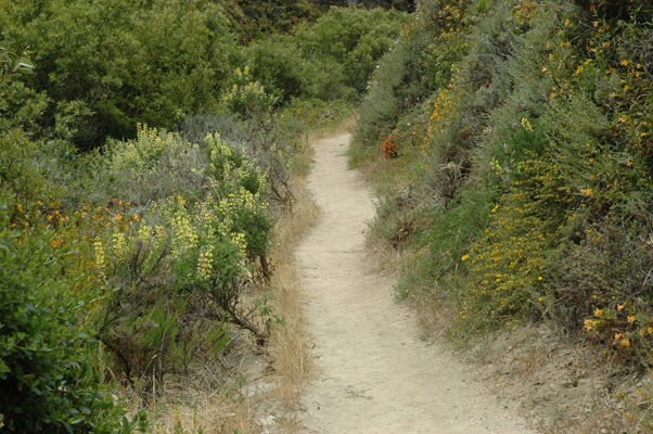 Soberanes Canyon 037.jpg